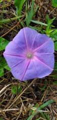 purple crocus flower