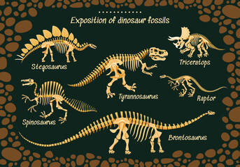 Dinosaur museum poster with prehistoric dino fossils of Jurassic lizards, vector skeletons. Prehistoric dinosaurs and reptiles fossils for paleontology museum poster of dino encyclopedia atlas © Vector Tradition