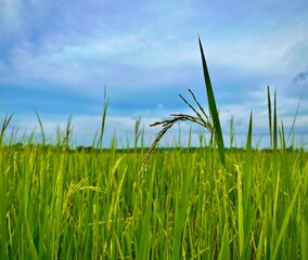 Obraz premium Close up of young rice at green paddy field under the blue sky