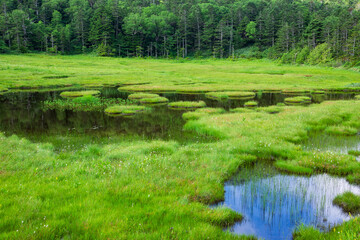 summer landscape with lake 