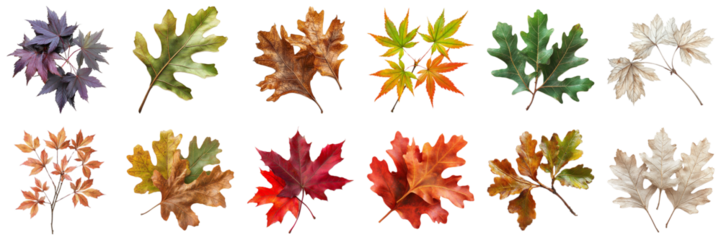Colorful Collection of Autumn Leaves in Various Shapes and Textures Displayed on a White Background for Creative Use. Large Multiple Plant and Nature Collection Set Isolated on Transparent Background