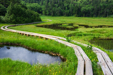 landscape with boardwalk and marshland