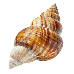 Obraz premium Close-up of a spiral seashell (11)