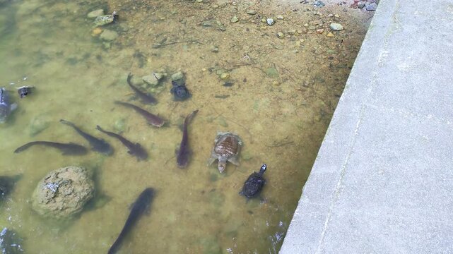 浅瀬で餌を待つナマズとカメとスッポンとコイ