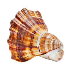 Obraz premium Close-up of a seashell, cone-shaped, with intricate, multicolored patterns