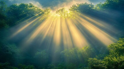 Sunlight beams through a misty forest canopy.