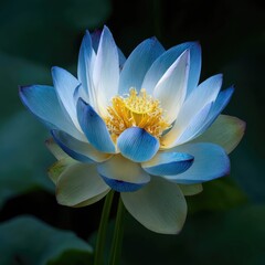Close-up of a vibrant blue and white lotus flower (4)