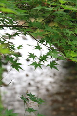 川縁にある緑のもみじ