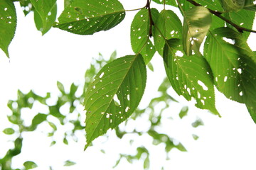 桜の葉と明るい光