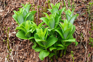 Lush False Hellebore Plants in Forest Undergrowth