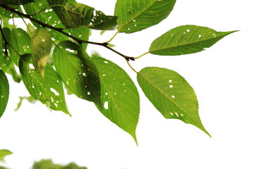 光を浴びて輝く新緑の若葉