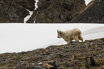 Majestic Mountain Goat on Snowy Slope