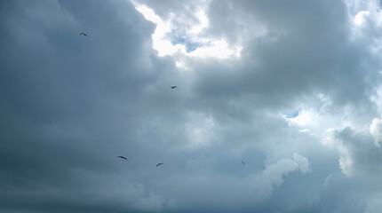 A flock of birds soars through a dramatic sky filled with dark, turbulent clouds, with patches of sunlight breaking through.