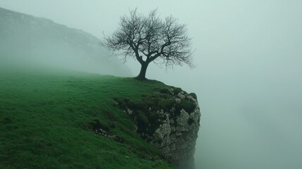 Lone tree atop a misty cliff, green grass below