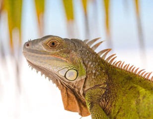 Obraz premium Colorful Portrait of Green Iguana in Palm Tree on Beach in Florida 104