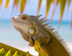 Obraz premium Colorful Portrait of Green Iguana in Palm Tree on Beach in Florida 106