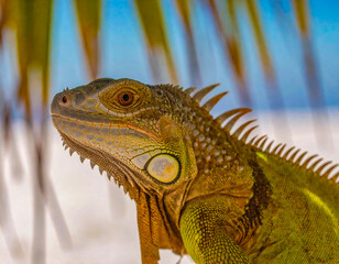 Fototapeta premium Colorful Portrait of Green Iguana in Palm Tree on Beach in Florida 108