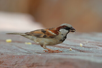The sparrow is eating the corn seeds with relish.