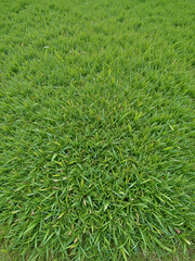 Green grass texture can be use as background
