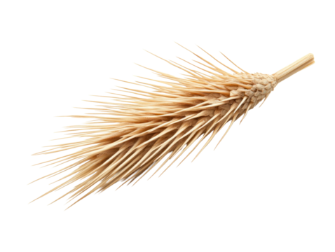 Wheat Spikelet on Transparent Background - Powered by Adobe