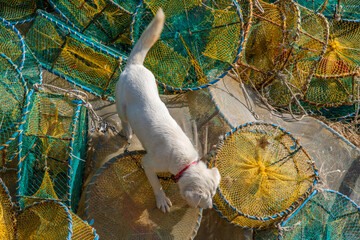 dog on the stack of the fishing nets at the fishing village