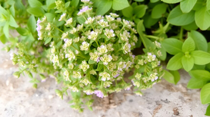 Bunch of marjoram