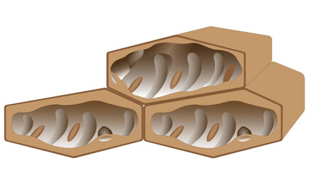 Stereogram of Plant Cells