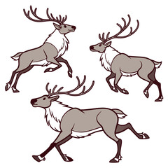 Three reindeer in motion animal wildlife