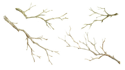 枯れ木 枯れ枝 水彩 Watercolor Bare Branches and Twigs