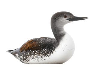 Common Loon Side View