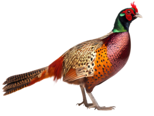 Colorful Pheasant Side View