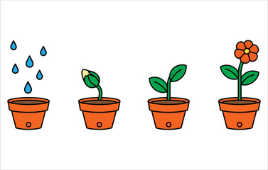 Obraz premium Potted flower growth cycle stages. Vector flat cartoon design illustrating flowering plant care, indoor gardening and watering in modern style for infographics