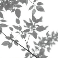 shadow overlay effect. Gray shadow of leaves isolated on white background. Plant foliage leaf shadow light effect. Mockup Blurred tree branch shadow. Ideal for summer spring design elements PNG