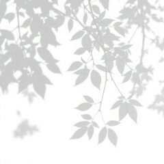 shadow overlay effect. Gray shadow of leaves isolated on white background. Plant foliage leaf shadow light effect. Mockup Blurred tree branch shadow. Ideal for summer spring design elements PNG