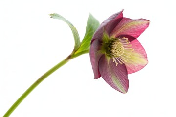 Fototapeta premium A single dark pink hellebore flower with a green stem on a white background