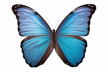 Vibrant blue morpho butterfly with intricate wing patterns on a white background