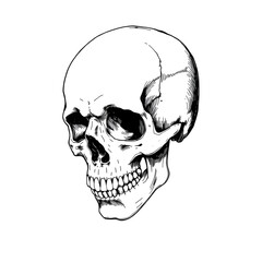 Hand drawn pen and ink study of the human skull - vectorised in PS