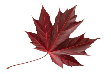 A single deep red maple leaf with intricate veins on a clean white background