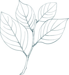 Hand-drawn elm branch isolated on white background. Flat style leaves illustration. 
