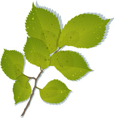 Hand-drawn green colored elm leaves isolated on white background. Flat and line style vector illustration.