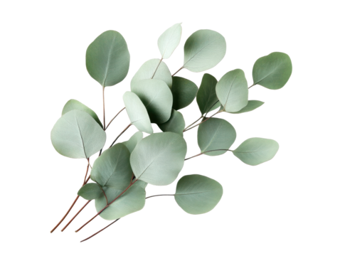 Green Eucalyptus Branch