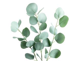 Eucalyptus Leaves on Branch