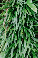 Close-up of a fern plant with long, green fronds cascading down, some showing signs of age. Shot in natural light, showcasing the plant's texture. The Waitakeres, Titirangi, Auckland, New Zealand
