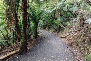 A gravel path winds through a lush forest of ferns and trees in the Waitakeres, Titirangi,...