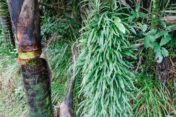 Lush ferns and a tree trunk thrive in a vibrant forest. The scene captures the beauty and...