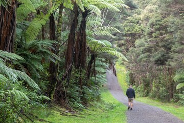 A man walks along a gravel path through a lush forest of ferns and trees in the Waitakeres,...