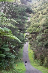 A man walks along a gravel path through a lush forest of ferns and trees in the Waitakeres,...