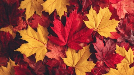 Top view of colorful autumn leaves with vibrant red and yellow maple leaves scattered on surface, showing seasonal fall colors, natural texture, and warm tones for wall art print.