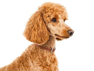 Elegant Poodle Portrait
