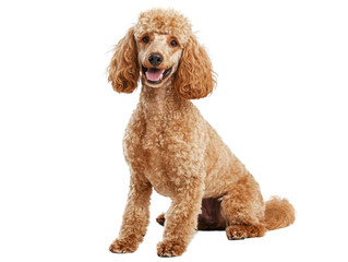 Curly-Haired Poodle Sitting Happily